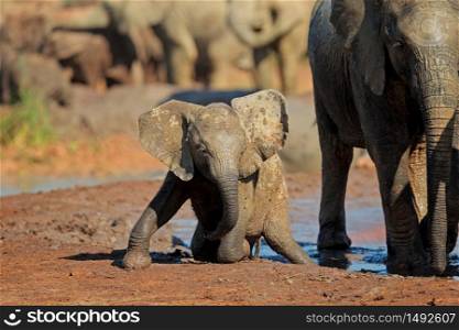 A cute baby African elephant (Loxodonta africana) playing in mud, Addo Elephant National Park, South Africa