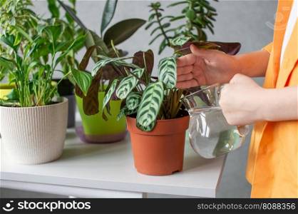 A cute boy in a shirt is studying indoor green plants, caring for flowers. Help Mother. The boy’s hands take care of indoor green plants. Calathea water striped. Water the flowers