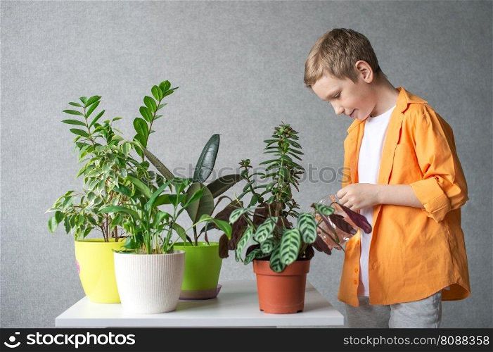 A cute boy in a shirt is studying indoor green plants, caring for flowers. Water pitcher for flowers. A cute boy takes care of indoor green plants. Checks soil moisture level