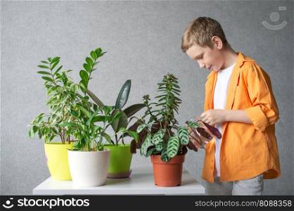 A cute boy in a shirt is studying indoor green plants, caring for flowers. Water pitcher for flowers. A cute boy takes care of indoor green plants. Checks soil moisture level
