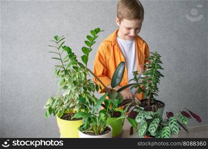 A cute boy in a shirt is studying indoor green plants, caring for flowers. Fertilize crassula ovata in a pot. A cute boy in a shirt is studying indoor green plants, caring for flowers.