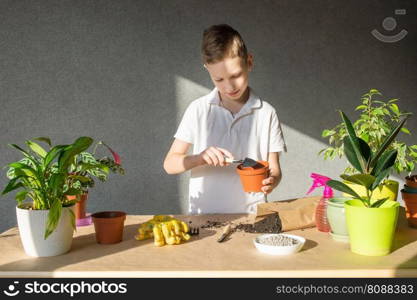 A cute boy is holding a seedling tool in his hands. Care of home plants, fertilize the soil. Cute boy takes care of indoor flowers, transplanting a flower into an empty pot