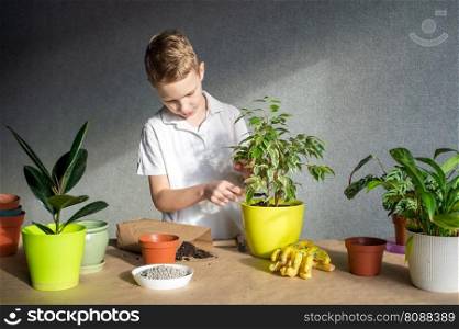 A cute boy takes care of indoor flowers, fertilizes the soil to plants in a pot. A cute boy takes care of indoor flowers, prepares a tool for the soil, fertilize the soil