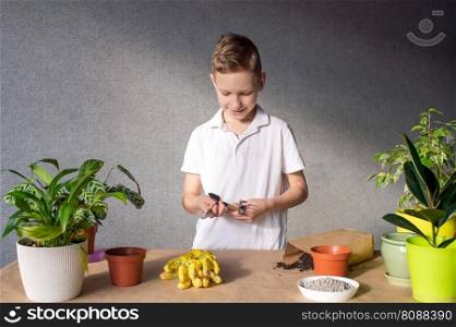 A cute boy takes care of indoor flowers, prepares a tool for the soil, fertilize the soil. A cute boy takes care of indoor flowers, prepares a tool for the soil