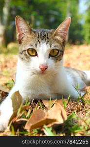 a cute cat lying on grass in the garden