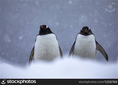 A cute couple of penguins is sitting in the snow and waiting for nice weather