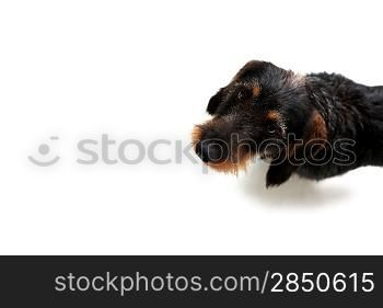 A cute dachshund puppy on the floor