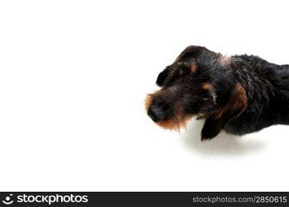 A cute dachshund puppy on the floor