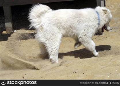 A cute dog digging a hole