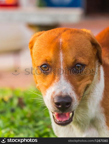 A cute dog in the park. A brown, white dog in the park