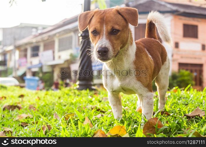 A cute dog in the park. A brown, white dog in the park