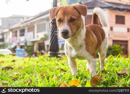 A cute dog in the park. A brown, white dog in the park