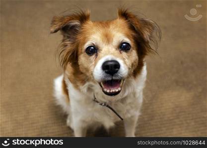 a cute dog looking at the camera, a smiling happy dog portrait closeup pet concept. a cute dog looking at the camera, a smiling happy dog portrait closeup