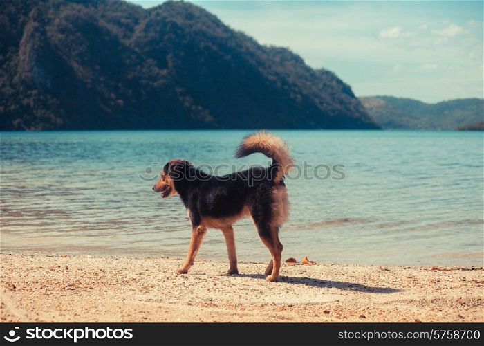 A cute dog walking on a tropical beach