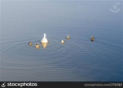 A cute family of ducks are swimming on the pond. Shallow DOF