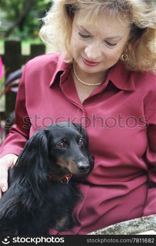 A cute long haired daschund sitting on its owner&rsquo;s lap. Focus on the dog&rsquo;s face.