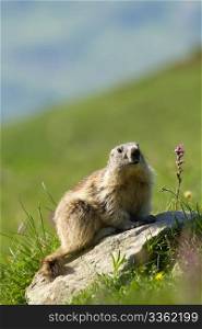 A cute marmot in the alps
