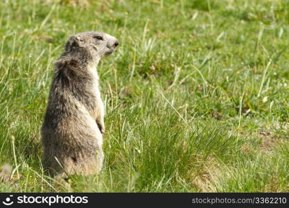 A cute marmot in the alps