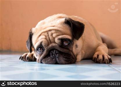 a cute Pug dog with a sad, fat face, sleep