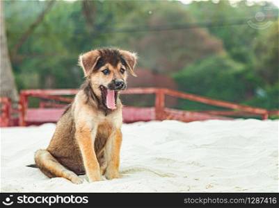 A cute puppy is sitting on the beach. A cute puppy is sitting at the beach