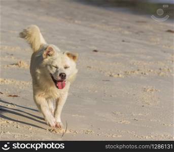 A cute, small, white dog is running and relaxing at the beach.. A white dog on a white beach