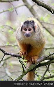 A cute Squirrel monkey portrait