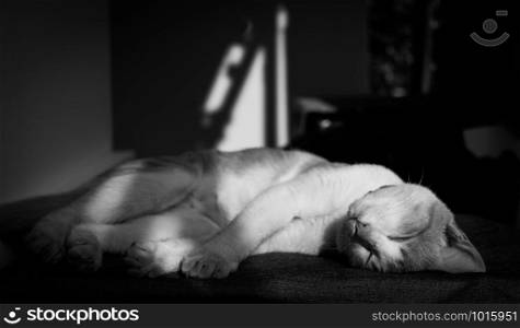 A cute thai stray cat sleeping on a piece of cloth comfortably. The light is reflected in the shadow. In black and white tone, selective focus.