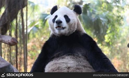 a cute young panda.