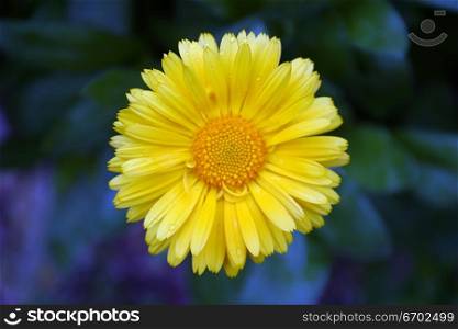 A Daisy, bright blossoming flower.