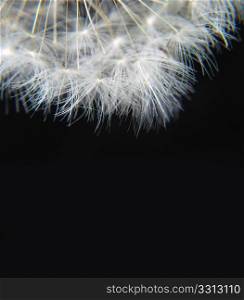 a dandelion hairs on a black background