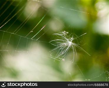 a dandelion head caught upon a web in the outside forest