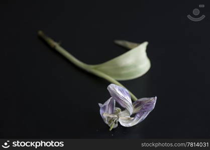 A dead, dried out tulip against a sullen, black background