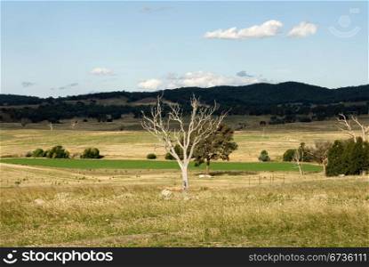 A dead Eucalyptus tree on a farm in Southern New South Wales