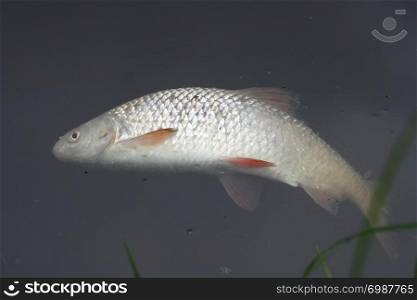 a dead fish floating in water. ein toter Fisch treibt im Wasser