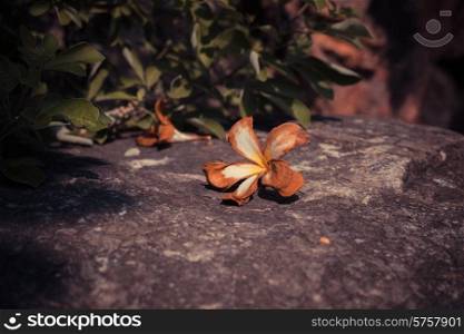 A dead orchid on a rock outside