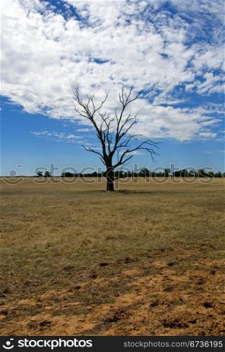 A dead tree on a drought-stricken farm in North-Western Victoria, Australia
