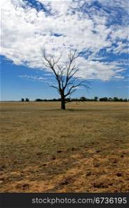 A dead tree on a drought-stricken farm in North-Western Victoria, Australia