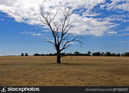 A dead tree on a farm in North-Western Victoria, Australia