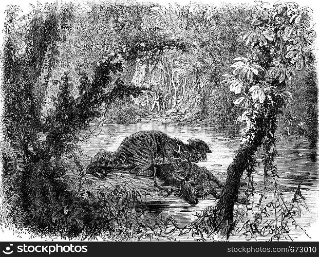 A deer chased by a tiger, vintage engraved illustration. Le Tour du Monde, Travel Journal, (1872).