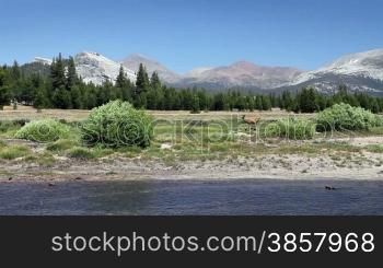 A deer grazing by a river with mountains in the background. Shot at Tuolumne Meadows in Yosemite National Park.