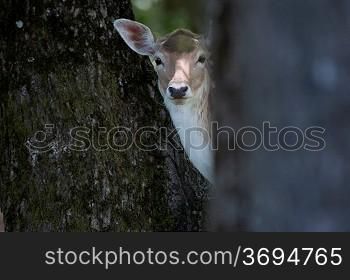 A deer in a woodlands