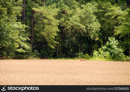 A deer out standing in his field.