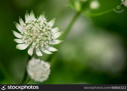 A delicate, green flower blooms against a peaceful green background in a summer garden.. Peaceful Green Flower