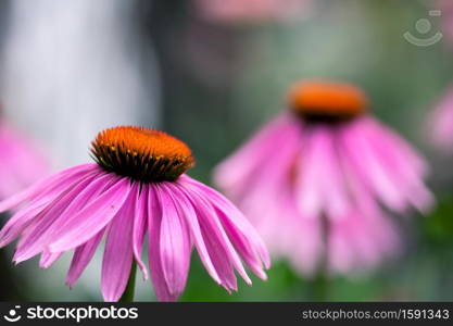 A delicate, pink echinacea flower blooms in a meadow garden in summertime.. Pink Echinacea Closeup