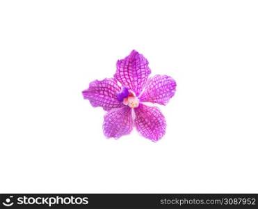 a delicate scarlet pink flower phalaenopsis orchid isolated on white background.