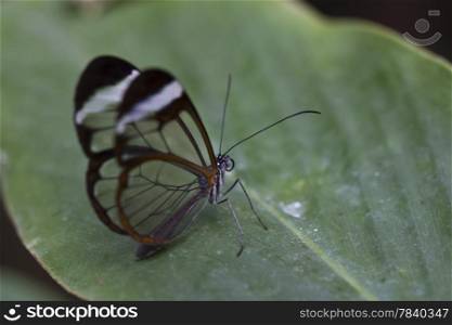 A delicate small glasswinged butterfly (Greta Oto)