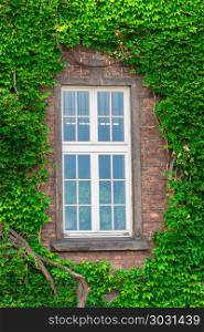 a dense vine on a brick wall around the window