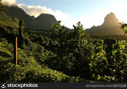 A densely vegetated region, Moorea, Tahiti, French Polynesia, South Pacific