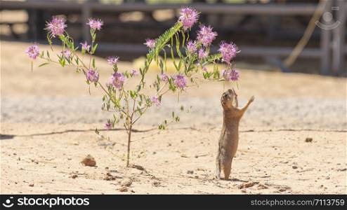 A desert prairie dog reaches up to grab a snack on a hot day in New Mexico