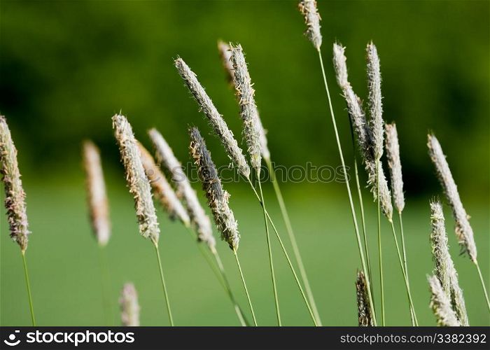 A detail image of wild grass in nature - Timothy-grass (Phleum pratense)